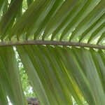Archontophoenix alexandrae Leaf