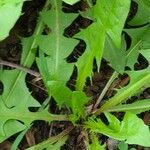 Taraxacum officinale Leaf