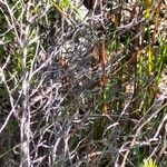 Cliffortia atrata Corteza