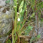 Spiranthes aestivalis Other