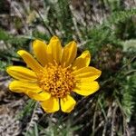 Balsamorhiza hookeri Blüte