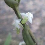 Eggelingia gabonensis Кветка