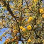 Vachellia caven Συνήθη χαρακτηριστικά