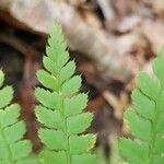 Polystichum aculeatum Blad