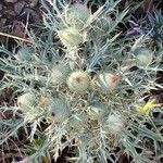 Cirsium echinatum Blüte