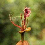 Afzelia bipindensis Flor