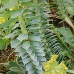 Euphorbia myrsinites Blatt