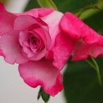 Rosa lucieae花