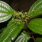 Miconia rubescens List