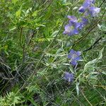 Polemonium occidentale Hábito