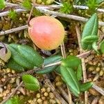 Vaccinium oxycoccos Fruchs