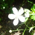 Ranunculus platanifolius Fula
