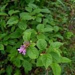 Syringa josikaea Flower