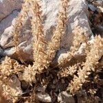 Sideritis montana Likasa