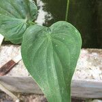 Alocasia cucullataBlad