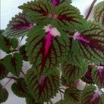 Coleus scutellarioides Leaf