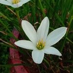 Zephyranthes candida 花