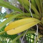 Cymbidium aloifolium Leaf