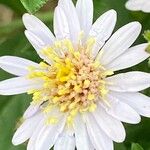 Aster ageratoides Blüte