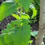 Nepeta catariaLeaf