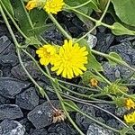 Hieracium amplexicaule Blüte