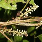 Paullinia pinnata Ffrwyth