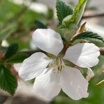 Prunus tomentosa 花
