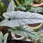 Alocasia heterophylla Blad