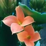 Kalanchoe blossfeldiana Λουλούδι