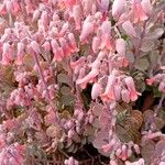 Kalanchoe fedtschenkoi Квітка