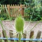 Dipsacus laciniatus Květ