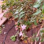 Abelia grandiflora ফুল