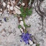 Phyteuma sieberi Hábito