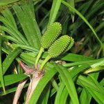 Freycinetia cumingiana Ďalší