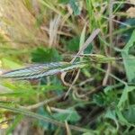 Bromus lanceolatus Blüte