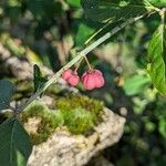 Euonymus europaeusKvět