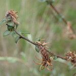 Salix repens Fruto