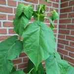 Solanum abutiloides Leaf