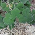 Pelargonium tomentosum Hoja