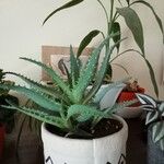 Aloe × spinosissima Hoja