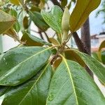 Magnolia virginiana Lapas