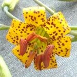 Lilium columbianum Blüte