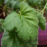 Pelargonium echinatum Hoja