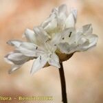 Armeria belgenciensis Blomst