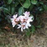 Rhaphiolepis × delacourii Fleur