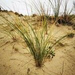 Ammophila arenaria Levél