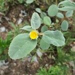 Melhania ovata Leaf