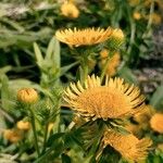 Inula helenioides Flower