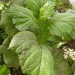 Brassica juncea Blatt