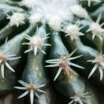 Echinocactus platyacanthus List